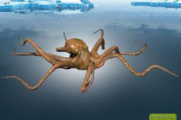 Кракен маркетплейс kraken clear com